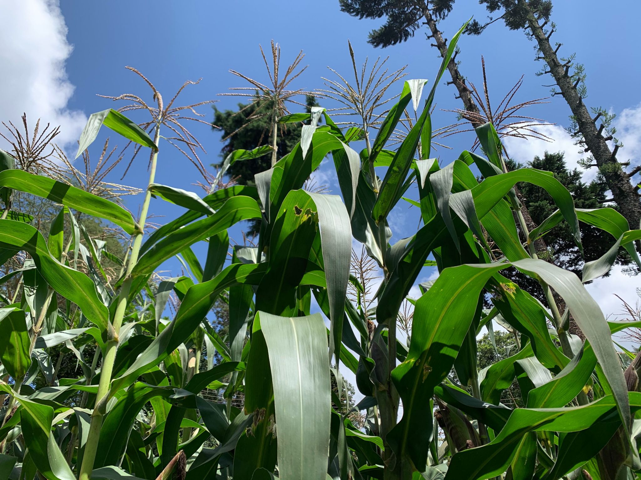 Maize growing in a test field that is experimenting with seed varietals