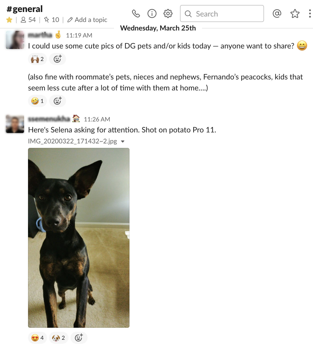 A slack request for photos of children and dogs followed by a photo of a dog