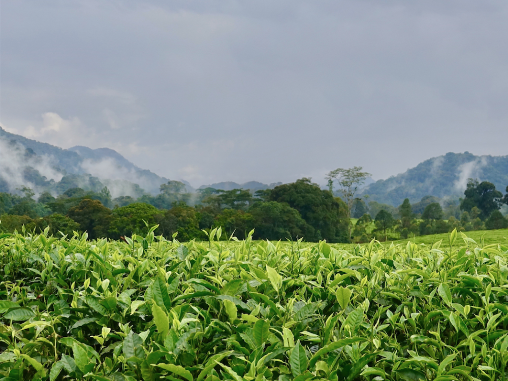 Visualizing Insights on Fertilizer for African Agriculture (VIFAA)