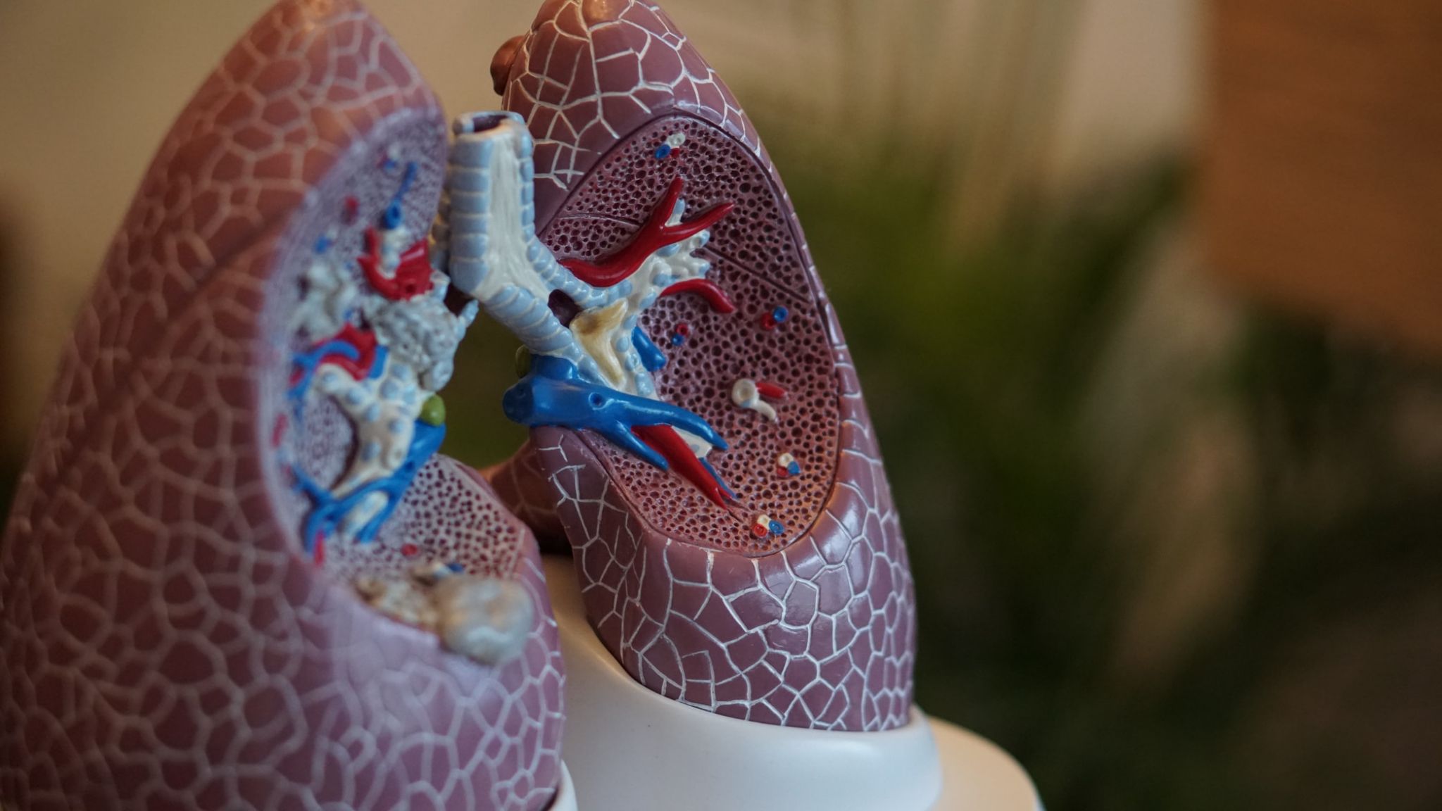 A model of healthy lungs