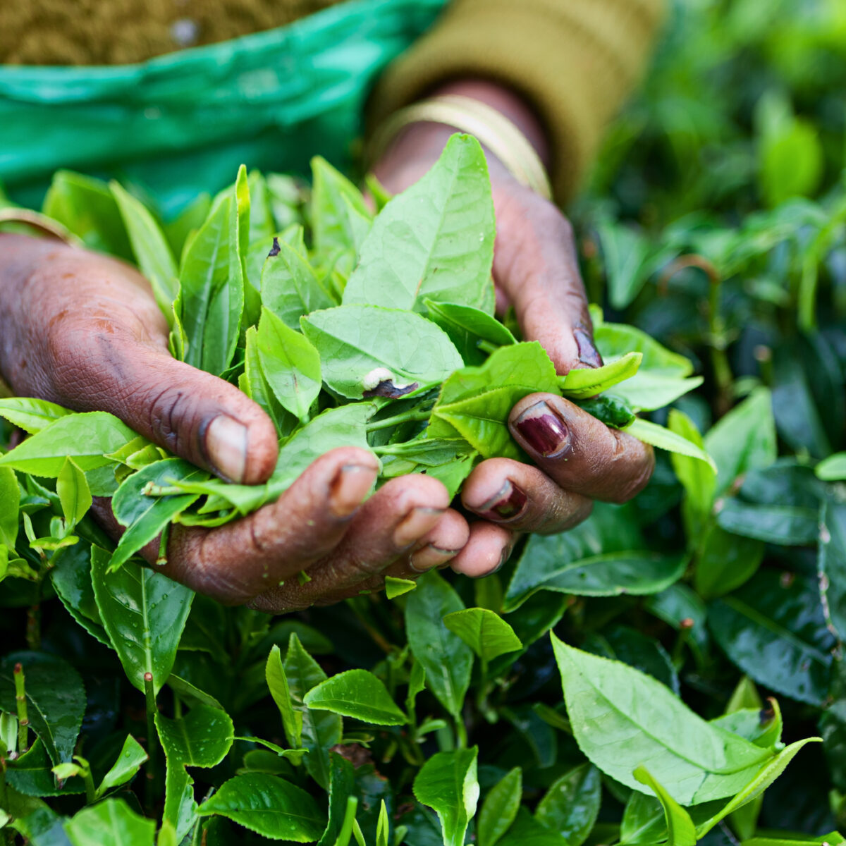 Tamil tea pickers, Sri Lanka